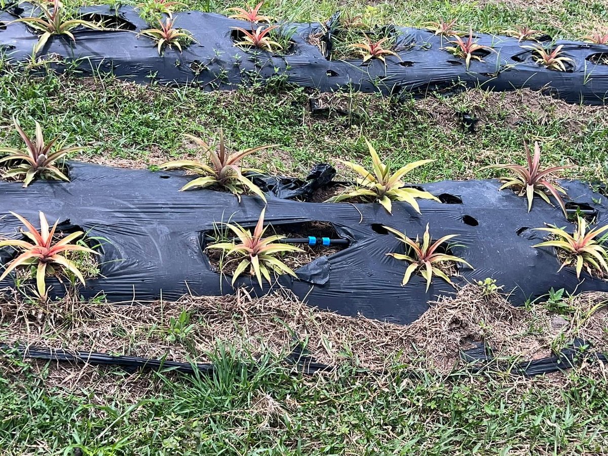 Government Tissue Culture Lab to Revitalise Antigua's Black Pineapple Industry