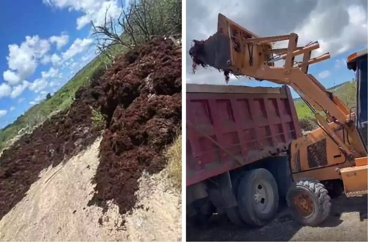 Seaweed Cleared from Mangroves as Jumby Bay Responds to Public Outcry