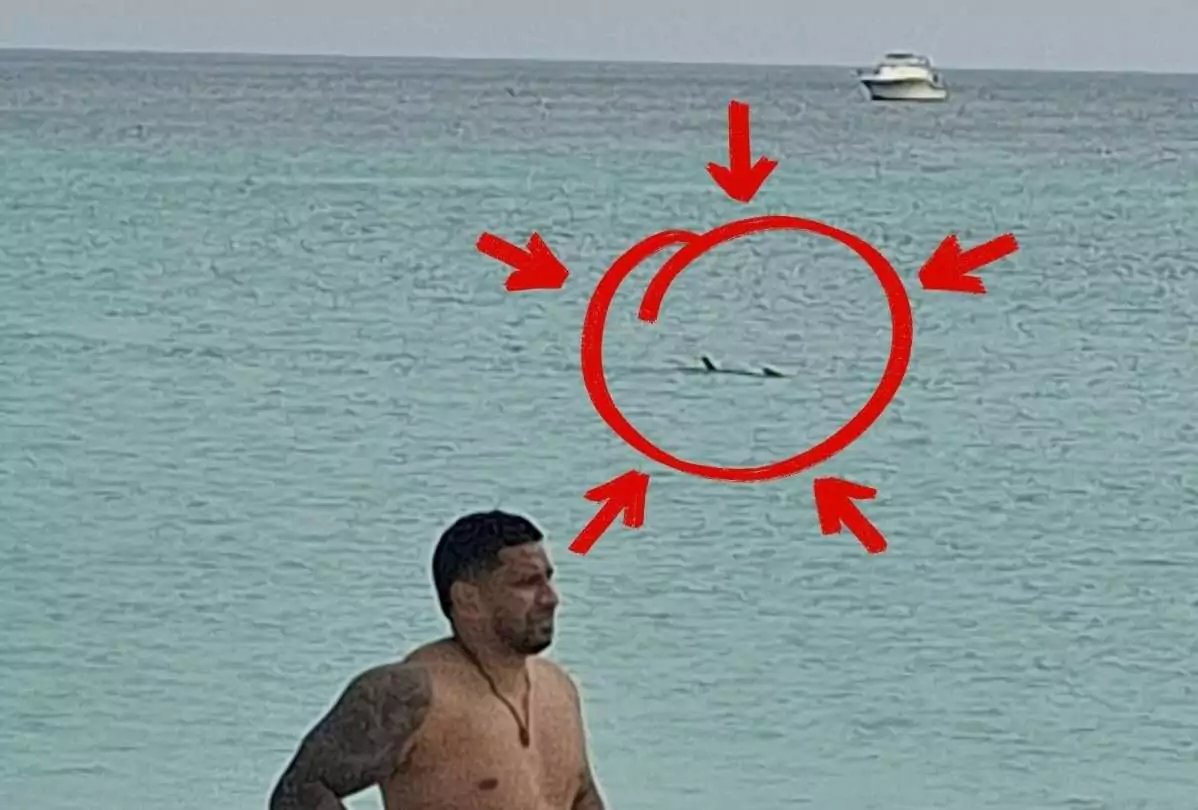 Shark Spotted Near Ffryes Beach as Authorities Urge Coastal Caution